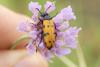 237321 – Photo : florent besson – France (48)